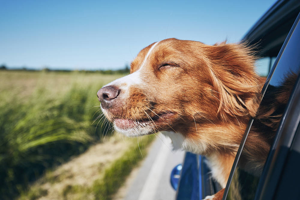Automotive content marketing gold: dogs, car seats and cameras